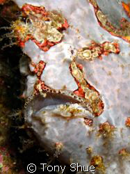 Colorful Frogfish taken in Anilao. Hiden against the wall... by Tony Shue 
